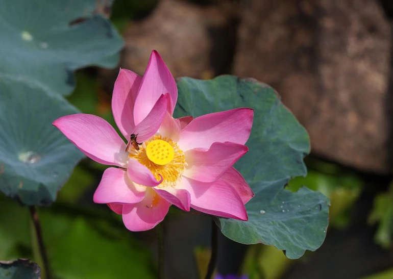 "Các thầy cẩn thận chớ tư duy về những điều thế gian tư duy. Vì sao như vậy? Vì những điều mà người thế gian tư duy thì không có lợi ích về nghĩa, không có lợi ích về pháp và không có lợi ích về phạm hạnh, chẳng phải trí, chẳng phải giác, không hướng đến Niết-bàn" - Ảnh: Quảng Đạo/BGN