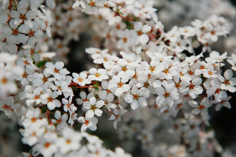 "Sứ mệnh của những nhà lãnh đạo là tìm kiếm và kiến tạo mùa xuân bên ngoài cho nhân dân" - Ảnh: Thanh Tuấn