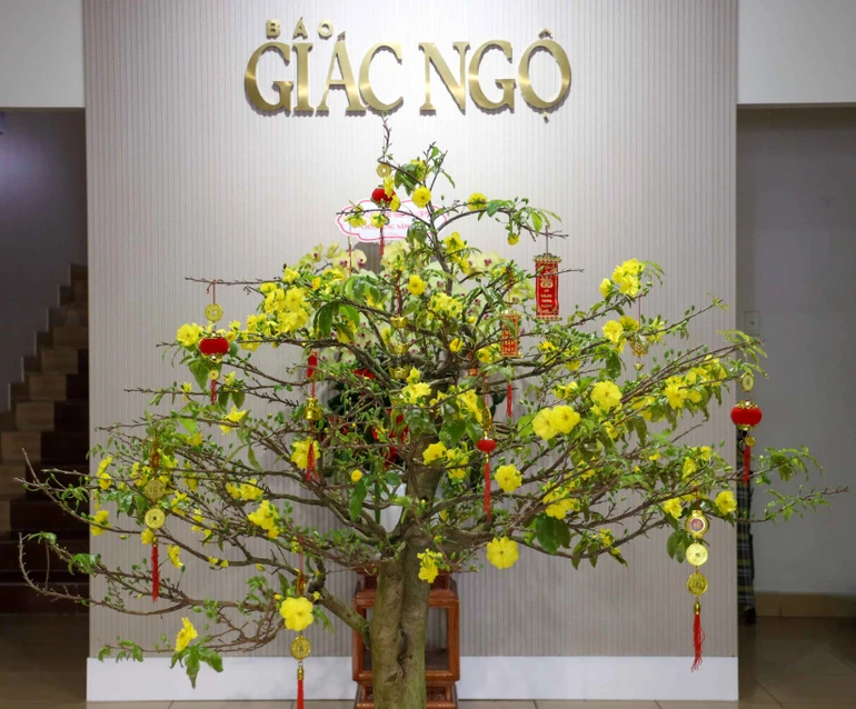 Sắc vàng tươi thắm của hoa mai nở rộ tại trụ sở tòa soạn Báo Giác Ngộ (85 Nguyễn Đình Chiểu, phường Xuân Hòa, TP.HCM) - Ảnh: Nguyên Tài/BGN