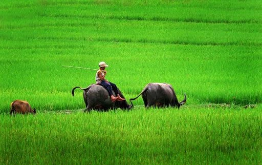 Chăn trâu trên đồng. Ảnh minh họa