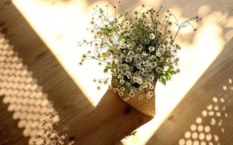 Lâu lắm rồi mẹ chưa đi mua một bó hoa về cắm, sáng mai, mẹ sẽ đi tìm mua một bó cúc tana. Mẹ vẫn đi ngang qua tiệm bán hoa đó, nhìn thấy nó rồi đi luôn vì... không có thời gian...