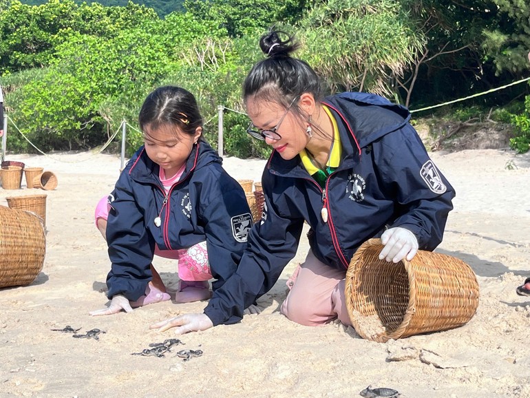 Rùa con sẽ được thả về biển trước 8 giờ sáng để đảm bảo sức khỏe