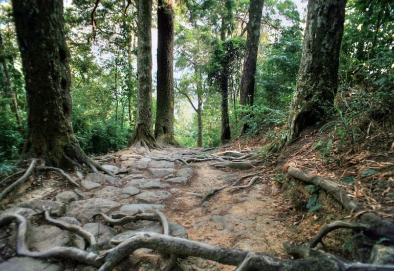 Hàng xích tùng 700 tuổi quý hiếm trên đỉnh thiêng Yên Tử