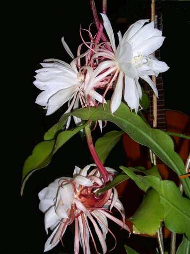 Người thầy tuyệt vời