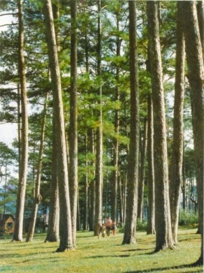 Bỏ cha vào rừng