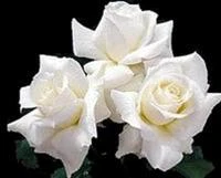 Giọt mồ hôi con trong lòng tay mẹ