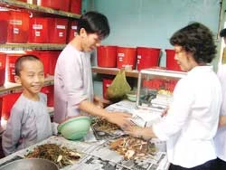 Những người làm công quả trong chùa (trái) cùng tham gia bốc thuốc
