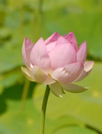 Sen cười trong nắng