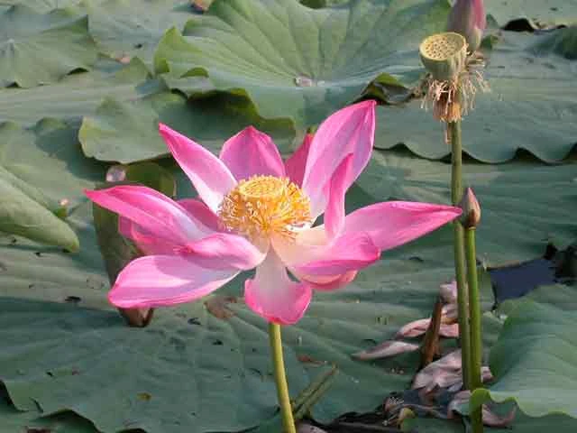 Cây sen cạn làm thuốc