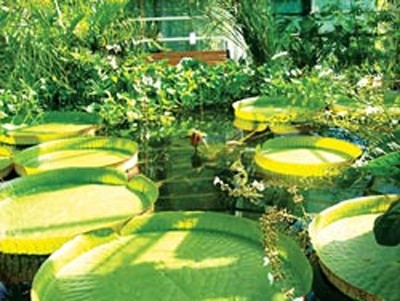 Sen vua và câu chuyện cụ Quy già