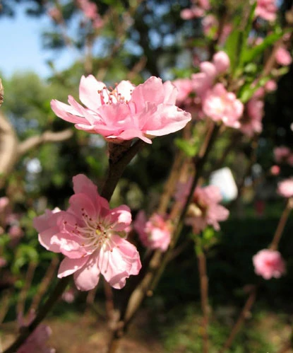 Lễ là tảo mộ…