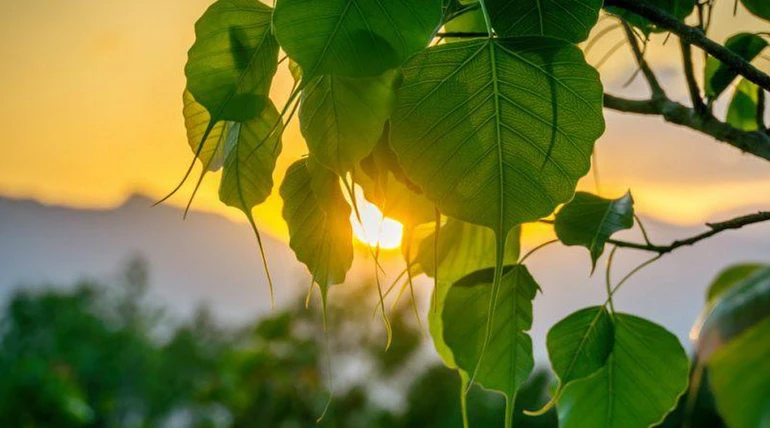 Như ánh sáng, không hề tấn công ai, nhưng mỗi khi hiện hữu ở đâu thì bóng tối sẽ tự tan biến