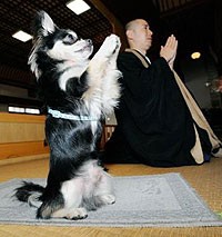 Chú Chó Conan Biết Cầu Nguyện
