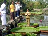 Sen vua tại ao chùa Phước Kiển (sư Huệ Từ, thứ hai từ trái san
