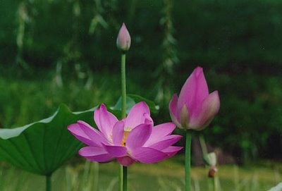 Chánh Tín