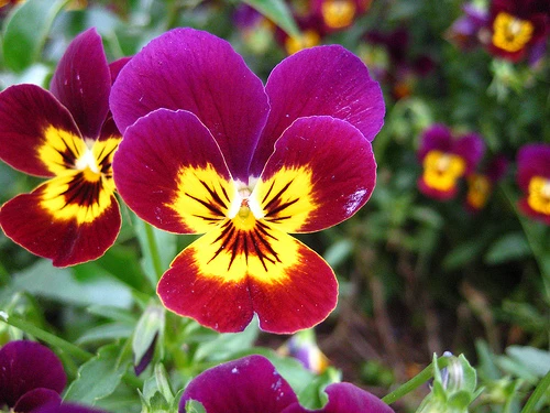 Bông hoa đẹp nhất