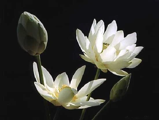 Bồ đề quyến thuộc