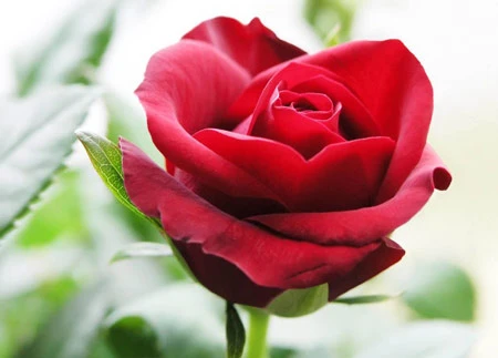 Video: Công ơn cha mẹ - Tập 2