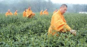Trung Quốc: Lễ hội văn hóa trà Thiền