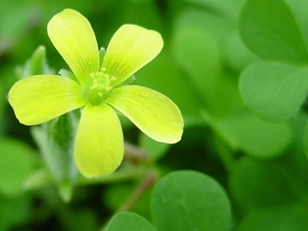 “Mỗi ngày tôi chọn một niềm vui…”