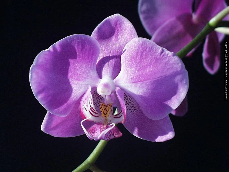 Câu thơ cúi hái bên đường & tôi