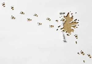 Dấu chân trên tuyết (Tiếp theo GN 507)