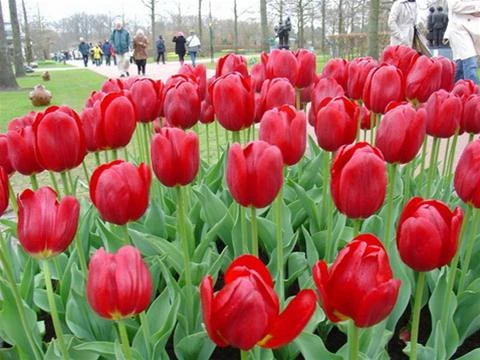 Vườn hoa đạo lý ngát hương