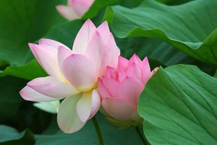 Hoa sen không chỉ là một loại hoa đẹp mà còn mang đầy diệu nghĩa. Với ý nghĩa về sự tinh khiết và thanh cao, hoa sen được coi là một biểu tượng của tín ngưỡng Phật giáo. Thông qua những tác phẩm nghệ thuật về hoa sen, bạn sẽ hiểu thêm về diệu nghĩa của chúng.