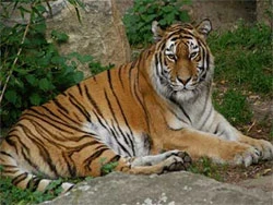 Cọp trong tâm thức người dân Nam bộ