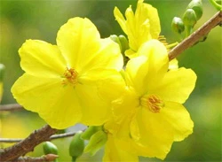 Hoa mai nở báo hiệu một mùa Xuân nữa lại về - Ảnh T.L