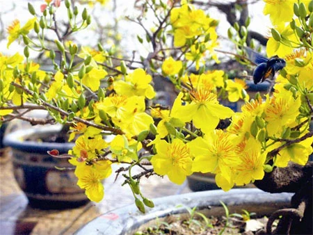 Tháng giêng còn nhớ không