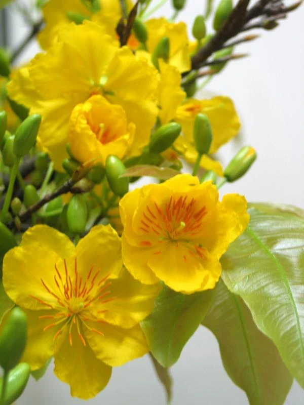 Tết nói về chuyện hoa mai