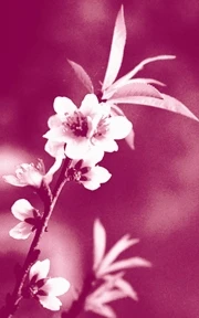 Tết đâu chỉ có hoa đào