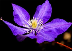 Ảnh Trương Công Khả