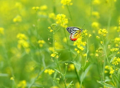 Chúng tôi thường hái hoa cải vàng về cắm vào bình" - Ảnh minh họa: Internet