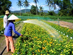 Chăm sóc hoa vạn thọ để chuẩn bị phục vụ thị trường Tết