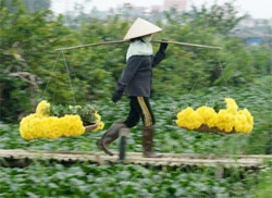 Nhọc lắm làng hoa!