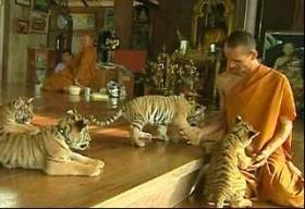 Chùa Cọp ở Thái Lan