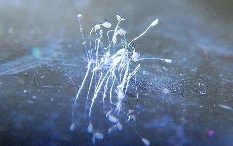 Hoa Ưu-đàm vừa được phát hiện dưới máy giặt của một sư cô ở Núi Lushan, tỉnh Jiangxi, Trung Quốc. China Photo: REX