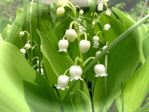 Tĩnh lặng sân sau chùa Hà Nội