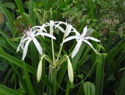 Hoàng cung trinh nữ