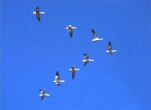 Bay theo hình chữ V