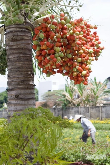 Tâm sự cây cau kiểng