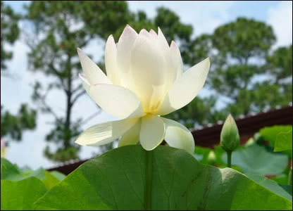 Giọt lệ hạnh phúc