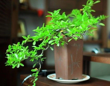 Bất ngờ mùa xuân