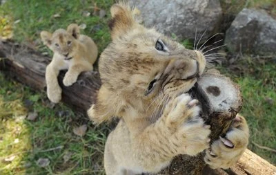 Sri Lanka: Cấm giết mổ và bán thịt vào ngày Động vật Thế giới