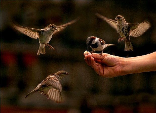 Cách nuôi chim bạc má | Diễn đàn chim cá cảnh - Thiên Đường Cá Cảnh