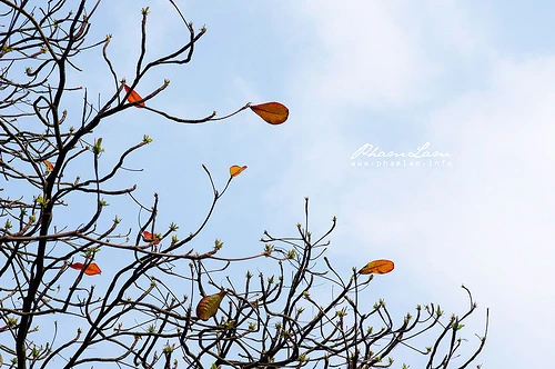 Phố đã sang mùa, cây trút lá - Ảnh minh họa