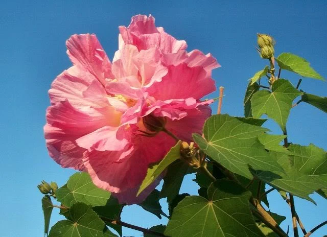 Trồng hoa trên đá