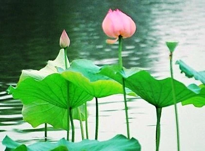 Trải tâm đón mùa xuân miên viễn